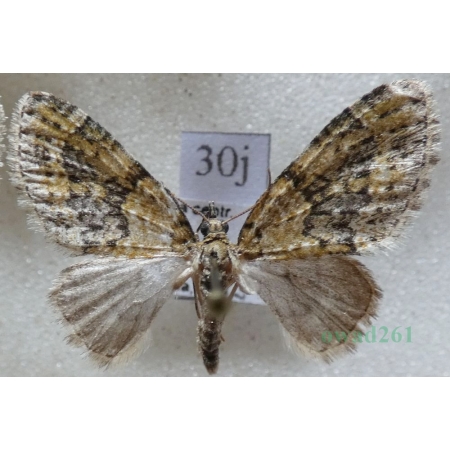 Acasis viretata (Hübner, 1799) Płatynka zielonka Czech30j